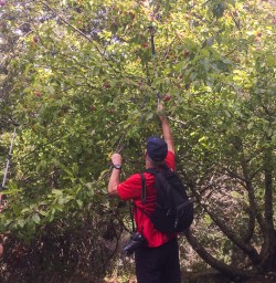 Apples at Mount Crichton Loop Track, Otago New Zealand