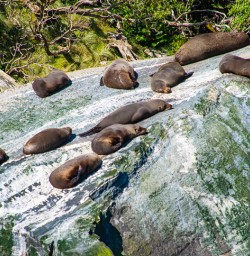 Fur seals Milford Sound