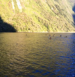 1 kayaking milford sound fiordland southland