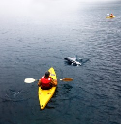 Getting close to the wildlife while kayaking in Milford Sound