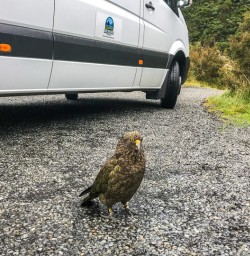 Kea at West Coast, New Zealand