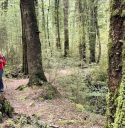 Kepler track hiking nz travel
