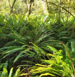 Native fern new zealand