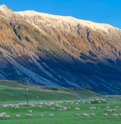Sheep at Lake Ohau