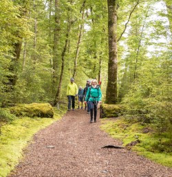 1. Kepler Track Beech Forest