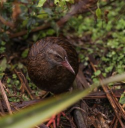 Weka bird in New Zealand