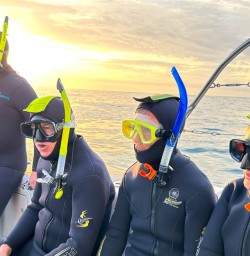 Dolphin swim Kaikoura