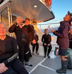Dolphin swim in Kaikoura