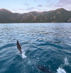 Dolphins exploring Kakikoura