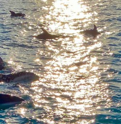 Dolphins in Kaikoura 
