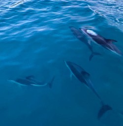 Dolphins in New Zealand 