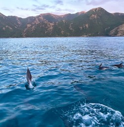 Dolphins in their natural habitat in New Zealand