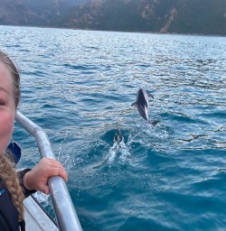 Dolpin swim in Kaikoura