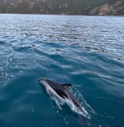 Dolpins in Kaikoura.