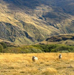 Explore the Rocky Mountain Track with New Zealand Trails