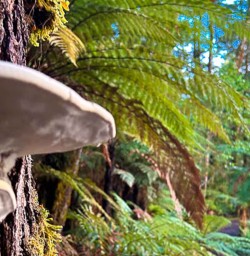 Fungi on the Hollyford Track