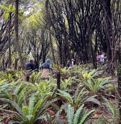 Hollyford Track 
