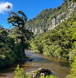 10 Pororari River Track 17FEB25