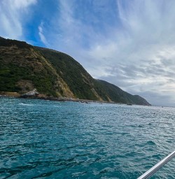 Swimming with dolphins in Kaikoura
