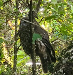 Wildlife