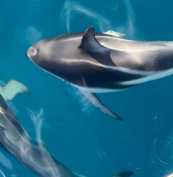 Dolphins Kaikoura