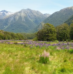 flower meadow in fiordland