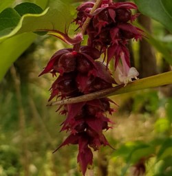 Fuchsia flower in New Zealand