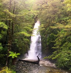 Hidden Falls on Hollyford Track