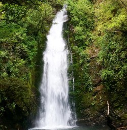 Hiking Hollyford Track Falls