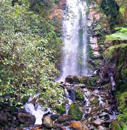 view on hollyford track falls