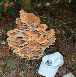 pretty mushroom at hollyford track