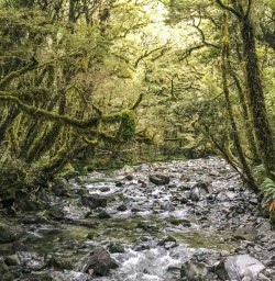 Hollyford Track Rainforest, Fiordland National Park Southland New Zealand