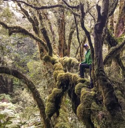 Hollyford Track Rainforest, Fiordland National Park Southland New Zealand