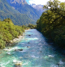 view on hollyford track river new zealand
