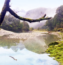 the amazing hollyford river