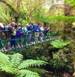 Checking out the streams and amazing tree ferns on the Hollyford