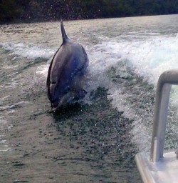 dolphin riding the boat wave