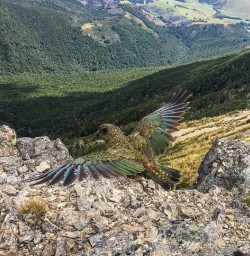 Kea at Nelson Lakes National Park, Tasman New Zealand