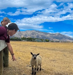 Lamb in New Zealand