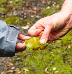 Learning about flora and fauna