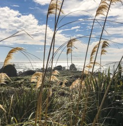 Martins Bay, Fiordland National Park Southland New Zealand