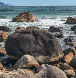 Martins Bay Seal Colony, Fiordland National Park Southland New Zealand
