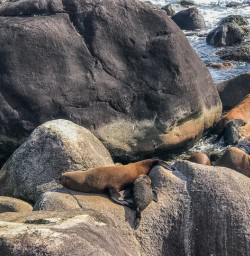 Martins Bay Seal Colony, Fiordland National Park Southland New Zealand