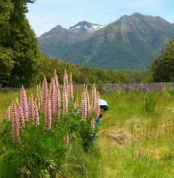 lupins at milford road