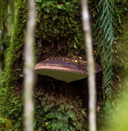 Mushroom at Hollyford Track, Fiordland New Zealand