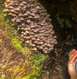 Mushrooms at Hollyford Track, Fiordland New Zealand