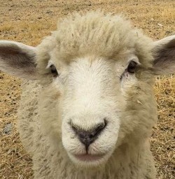 Sheep