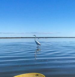 White Swan at Okarito Lagoon, West Coast New Zealand