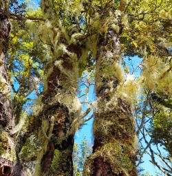 Spanish Moss on Trees at Nelson Lakes National Park