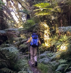 Walking the Hollyford track, Fiordland New Zealand
